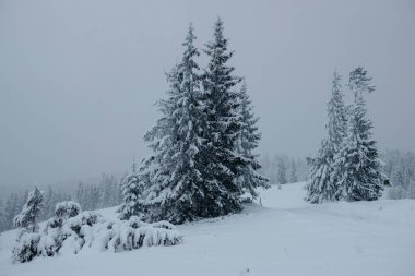 Karpat dağlarında kış, Ukrayna