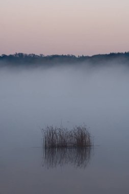 Sisli sabahlarda sonbahar manzarası, Ukrayna