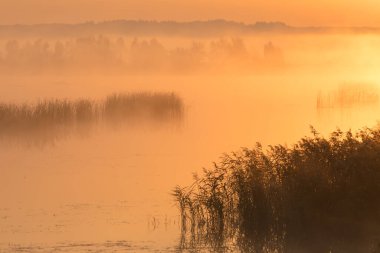 Sisli sabahlarda sonbahar manzarası, Ukrayna