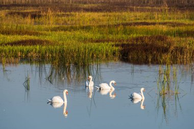 Sabahın erken saatlerinde gölde sessiz kuğular, Ukrayna