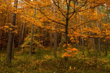 Ukrayna 'da güzel bir sonbahar ormanı