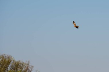 Batı bataklık harrier (Circus aeruginosus), Dniester oxbow Gölü, Ukrayna