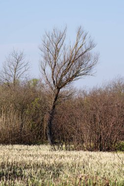 Baharın başlarında Dniester nehri yakınlarındaki manzara, Ukrayna