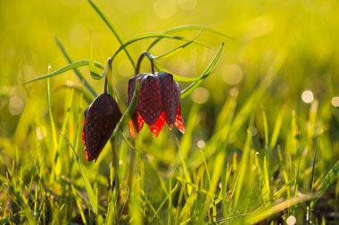 Yılan Başlı Fritiller (Fritillaria meleagris), Dniester Oxbow Gölü, Ukrayna