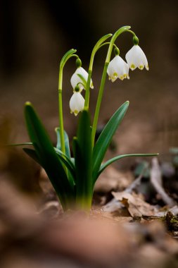 Prytysianskyi Bölgesel Parkı, Ukrayna 'da Kar Tanesi (Leucojum)
