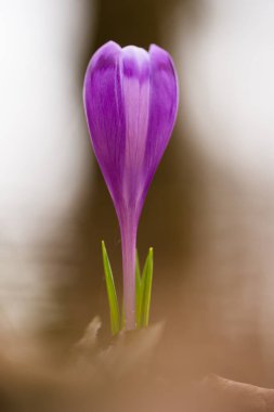 Prytysianskyi Bölgesel Parkı, Ukrayna 'da kır çiçekleri