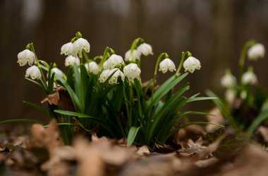 Prytysianskyi Bölgesel Parkı, Ukrayna 'da Kar Tanesi (Leucojum)