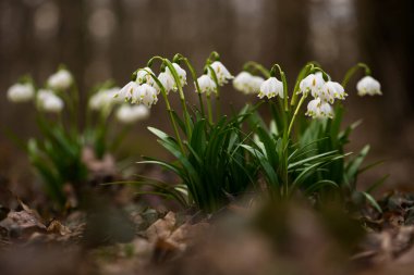 Prytysianskyi Bölgesel Parkı, Ukrayna 'da Kar Tanesi (Leucojum)