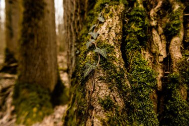Ukrayna 'daki Prytysianskyi Bölgesel Parkı' nda eski bir ağaç üzerindeki yaban sarmaşığı (Hedera helix)