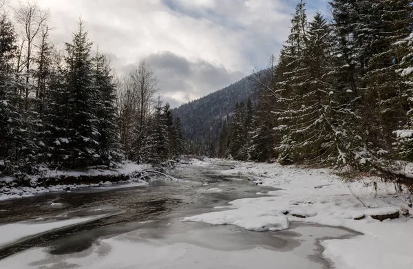 Rzeka Svicha Zimie Karpaty Ukraina — Zdjęcie stockowe