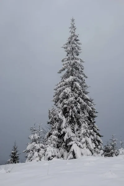 Winter Den Karpaten Ukraine — Stockfoto