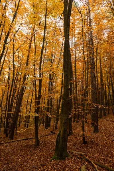 ウクライナの美しい秋の森 — ストック写真