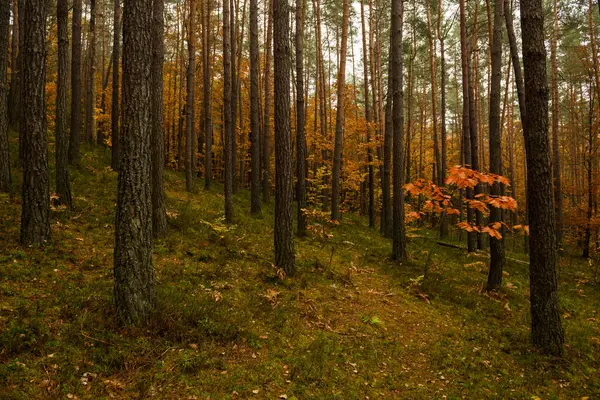 Όμορφο Δάσος Φθινόπωρο Στην Ουκρανία — Φωτογραφία Αρχείου
