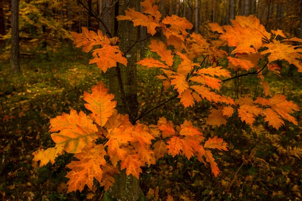 Ukrayna Güzel Bir Sonbahar Ormanı — Stok fotoğraf