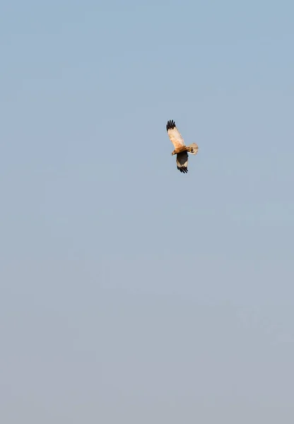 Batı Bataklık Harrier Circus Aeruginosus Dniester Oxbow Gölü Ukrayna — Stok fotoğraf