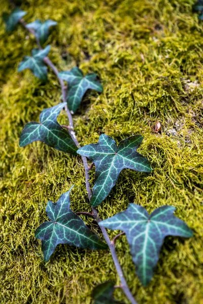 乌克兰Prytysianskyi地区公园一棵老树上的野生常春藤 Hedera Helix — 图库照片