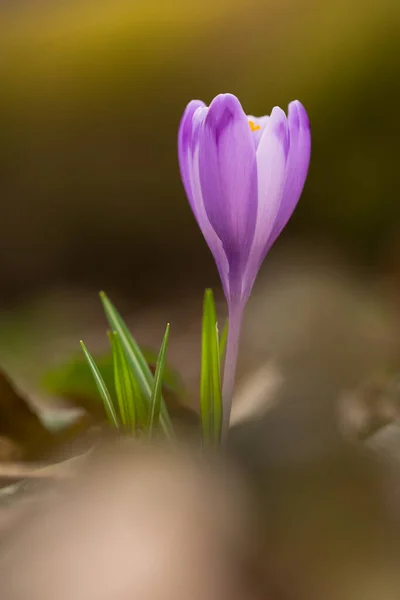 Wild Crocus Flowers Prytysianskyi Regional Park Ukraine — Stock Photo, Image