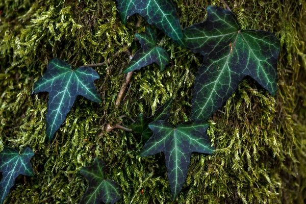 Lierre Sauvage Hedera Helix Sur Vieil Arbre Dans Parc Régional — Photo