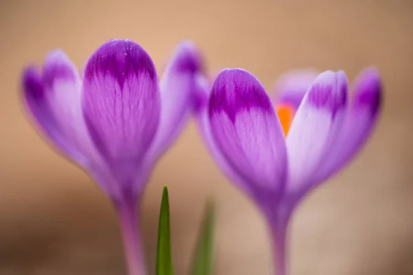 Wild Crocus Flowers Prytysianskyi Regional Park Ukraine — Stock Photo, Image