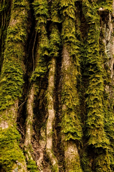 Casca Árvore Com Musgo Uma Árvore Velha Parque Regional Prytysianskyi — Fotografia de Stock