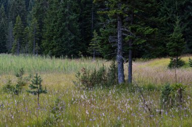Karadağ 'ın Durmitor Ulusal Parkı' nın resimli yaz manzarası