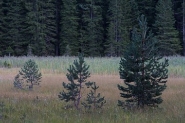 Karadağ 'ın Durmitor Ulusal Parkı' nın resimli yaz manzarası