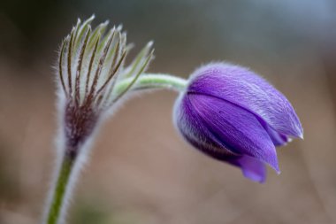 Baharda daha büyük pask çiçeği (Pulsatilla grandis), Ukrayna