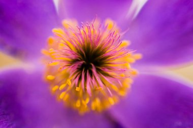 Baharda daha büyük pask çiçeği (Pulsatilla grandis), Ukrayna