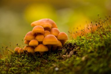 Sonbahar doğal ormanlarındaki mantarlar, Karpat dağları, Ukrayna