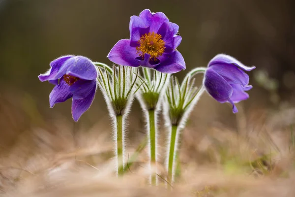 Greater Pasque Flower Pulsatilla Grandis Spring Ukraine — Stock Photo, Image