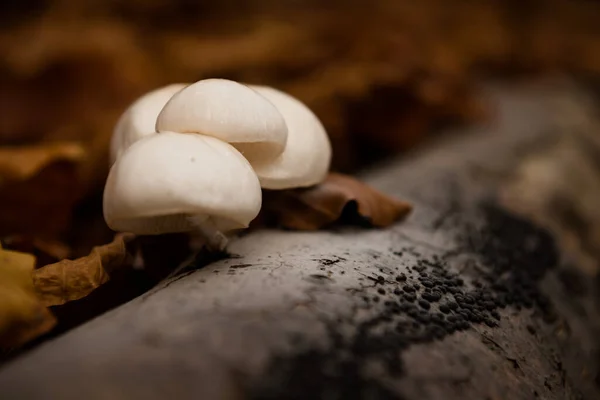 Setas Bosque Natural Otoño Cárpatos Montañas Ucrania — Foto de Stock