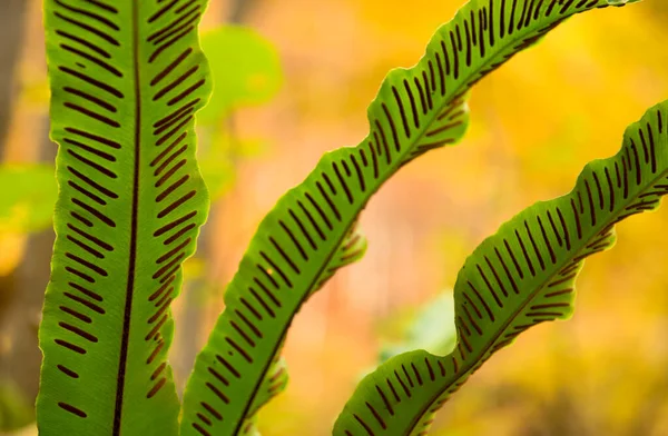 Foglia Lingua Hart Asplenium Scolopendrium Autunno Ucraina — Foto Stock