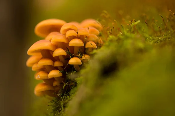 乌克兰喀尔巴阡山脉秋季天然林中的蘑菇 — 图库照片