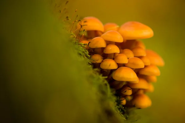 Cogumelos Outono Floresta Natural Montanhas Dos Cárpatos Ucrânia — Fotografia de Stock