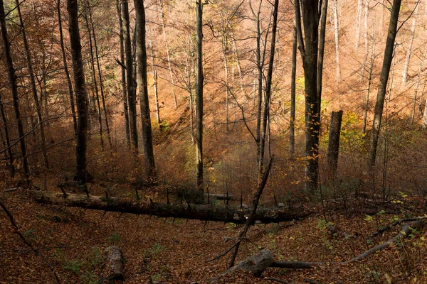 Hêtraie Automne Montagnes Des Carpates Ukraine — Photo