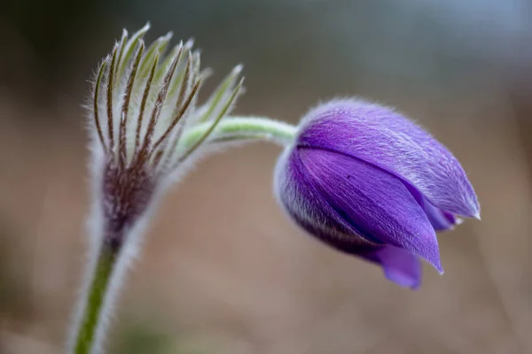 Große Passionsblume Pulsatilla Grandis Frühling Ukraine Stockbild