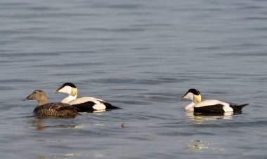 Kopenhag yakınlarındaki İlkbaharda (Somateria mollissima), Danimarka