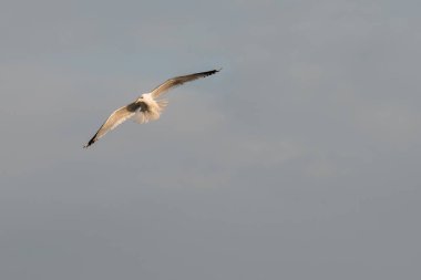 Danimarka, Kopenhag yakınlarındaki Baltık Denizi üzerinde uçan martılar.