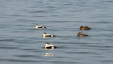 Kopenhag yakınlarındaki İlkbaharda (Somateria mollissima), Danimarka
