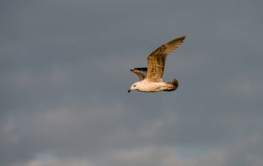 Danimarka, Kopenhag yakınlarındaki Baltık Denizi üzerinde uçan martılar.