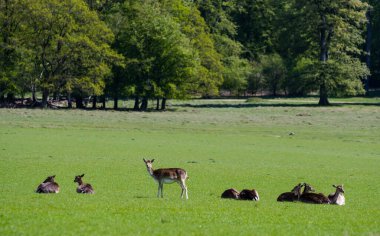 Danimarka, Kopenhag yakınlarındaki Geyik Parkı 'nda (Dyrehaven)