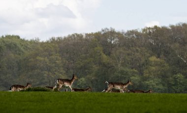 Danimarka, Kopenhag yakınlarındaki Geyik Parkı 'nda (Dyrehaven)
