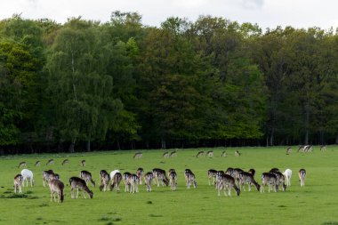 Danimarka, Kopenhag yakınlarındaki Geyik Parkı 'nda (Dyrehaven)