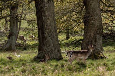 Danimarka, Kopenhag yakınlarındaki Geyik Parkı 'nda (Dyrehaven)