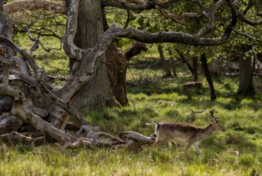 Danimarka, Kopenhag yakınlarındaki Geyik Parkı 'nda (Dyrehaven)