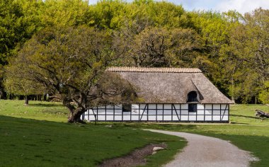 Danimarka 'nın İlkbaharında Dyrehaven Ormanı