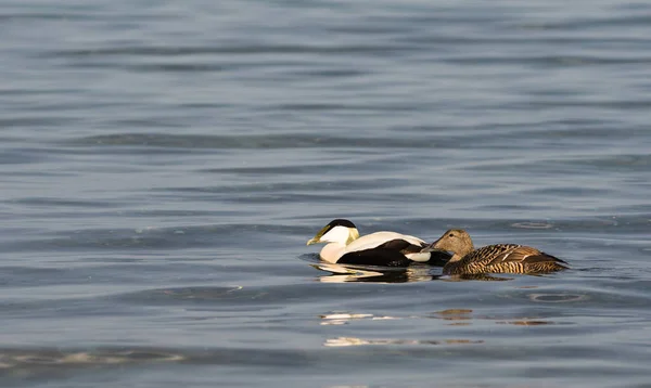 Běžný Eider Somateria Mollissima Jaře Kodaně Dánsko — Stock fotografie