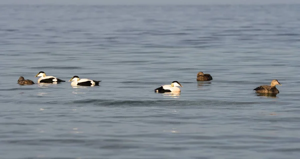 Eider Duvet Somateria Mollissima Printemps Près Copenhague Danemark — Photo