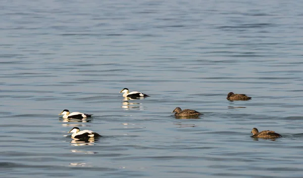 Eider Duvet Somateria Mollissima Printemps Près Copenhague Danemark — Photo