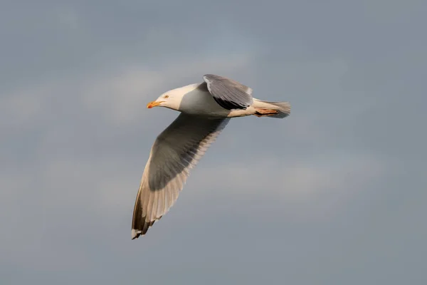 丹麦哥本哈根附近的波罗的海上空飞行的海鸥 — 图库照片